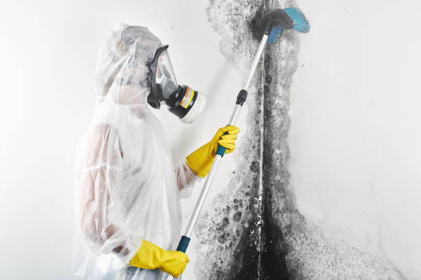 Best Mold Odor Removal Services  in Hoquiam, WA