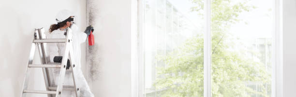 Best Mold Damage Restoration  in Hoquiam, WA